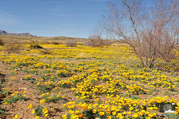 Poppies in Northeast El Paso