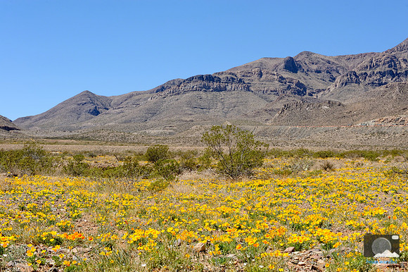 Poppies in Northeast El Paso