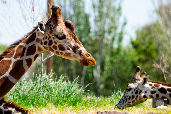 El Paso Zoo