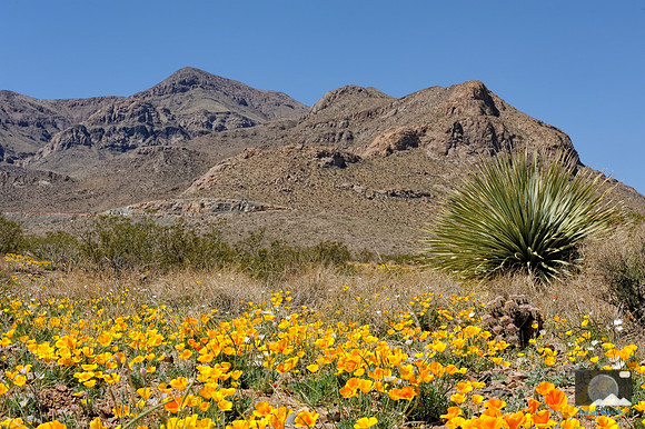 Poppies in Northeast El Paso