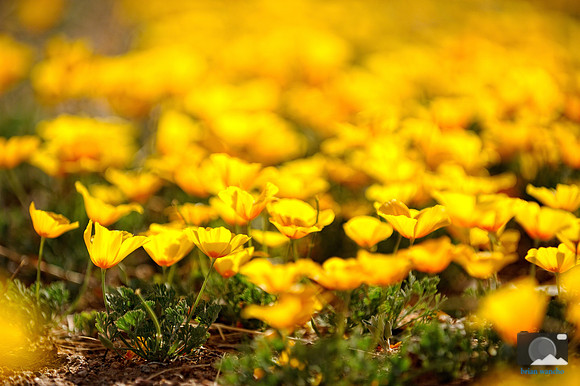 Poppies in Northeast El Paso