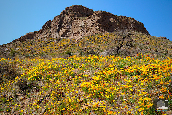 Poppies in Northeast El Paso