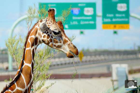 El Paso Zoo