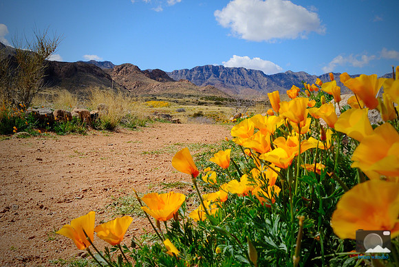 Poppies in Northeast El Paso