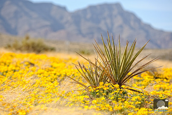 Poppies in Northeast El Paso