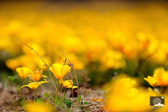 Poppies in Northeast El Paso