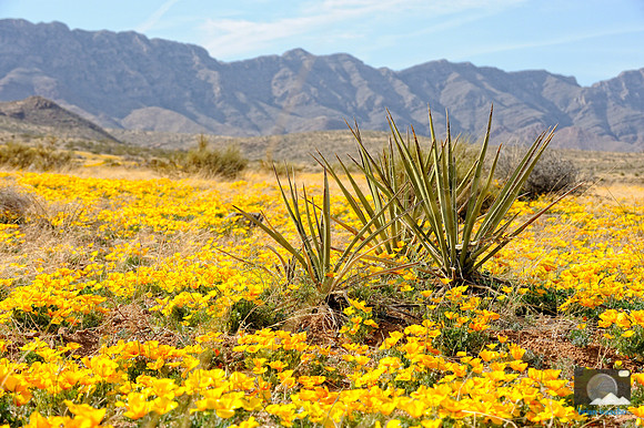 Poppies in Northeast El Paso